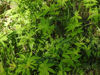 Filipendula digitata, photographed by Анна Васильченко