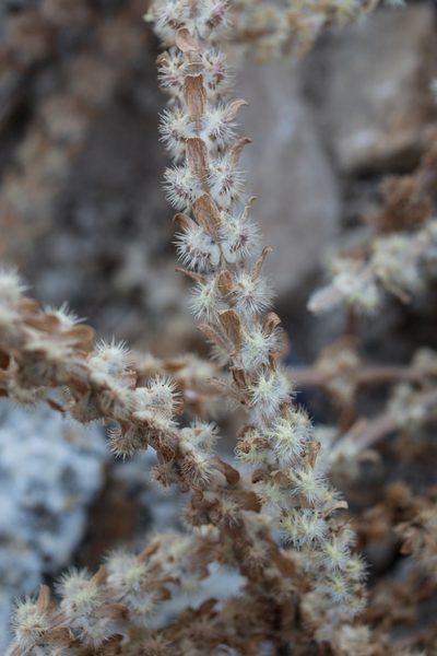 Valantia hispida, photographed by Tim Johnson