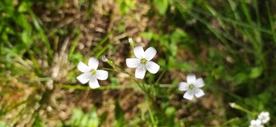 Cerastium pauciflorum, photographed by Алексей Ябс