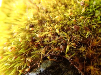 Blindia acuta, photographed by Ellyne Geurts