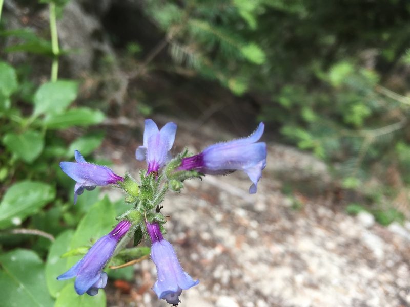 Penstemon anguineus, photographed by Justin Felder
