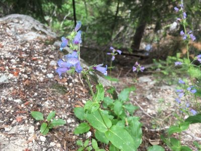 Penstemon anguineus, photographed by Justin Felder