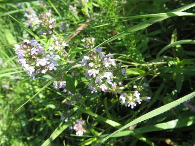 Thymus pannonicus, photographed by Andrey Sdobnikov