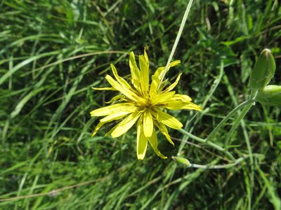 Pseudopodospermum strictum, photographed by Andrey Sdobnikov