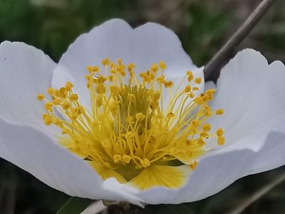 Sieversia pentapetala, photographed by Валерия Ковалева