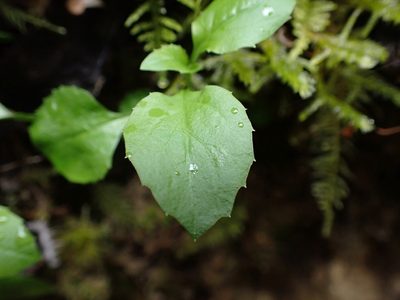 Campanula scouleri, photographed by Ellyne Geurts