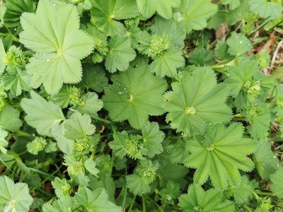 Alchemilla subcrenata