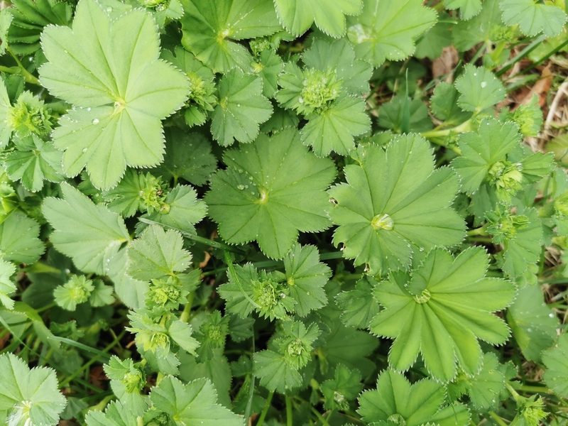 Alchemilla subcrenata, photographed by Валерия Ковалева