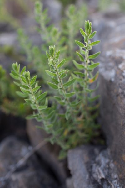Chiliadenus glutinosus, photographed by Tim Johnson