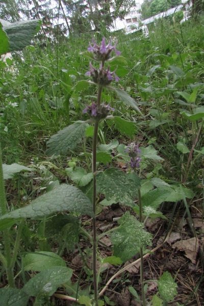 Marrubium leonuroides, photographed by Татьяна Горбушина