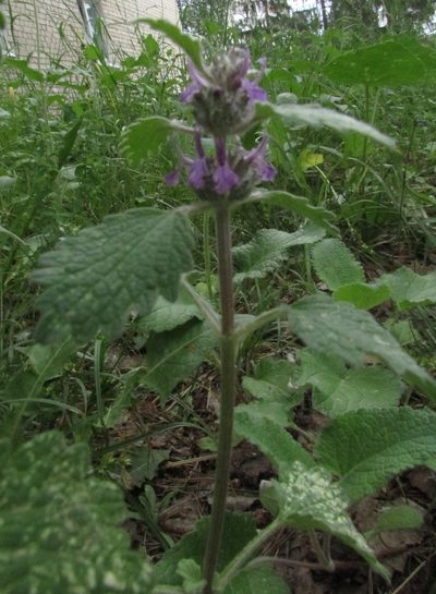 Marrubium leonuroides, photographed by Татьяна Горбушина
