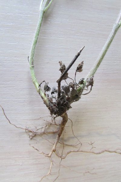 Marrubium leonuroides, photographed by Татьяна Горбушина