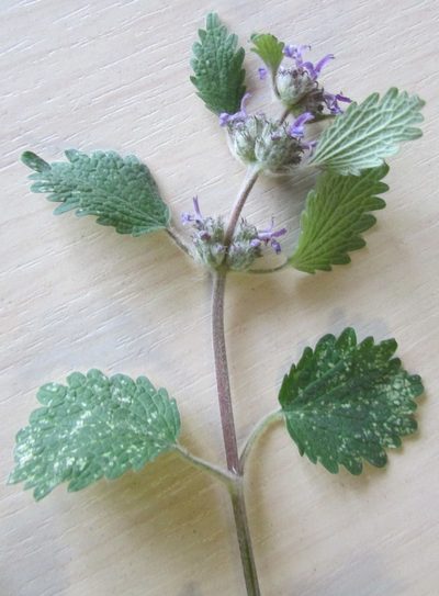 Marrubium leonuroides, photographed by Татьяна Горбушина
