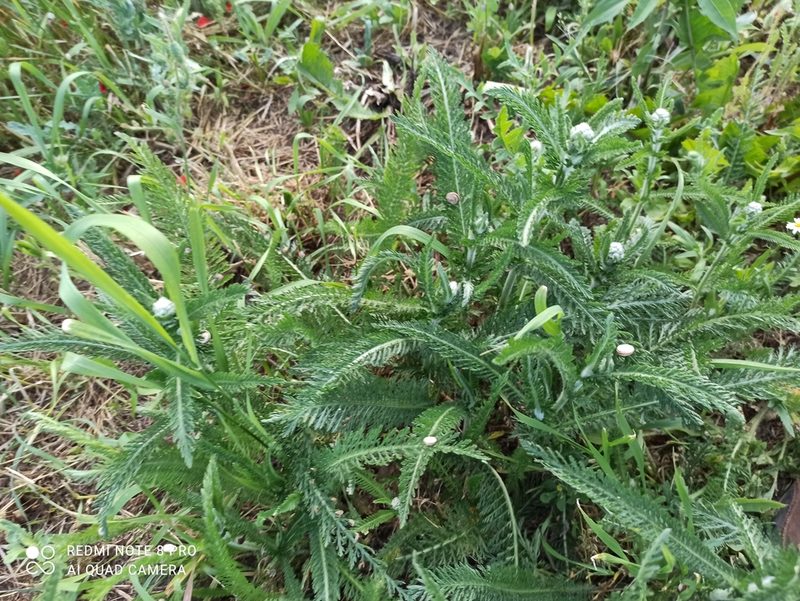 Achillea seidlii, photographed by Radosław Puchałka