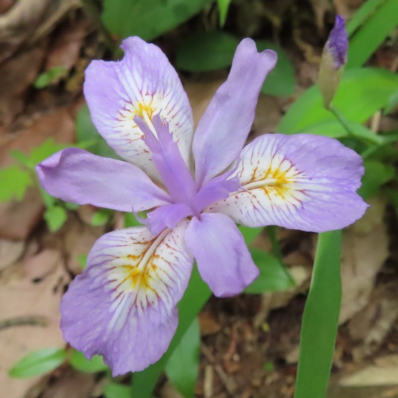 Iris gracilipes, photographed by Timur Kalininsky