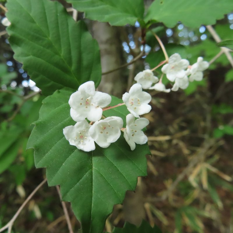 Viburnum phlebotrichum, photographed by Timur Kalininsky