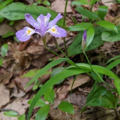 Iris gracilipes, photographed by Timur Kalininsky