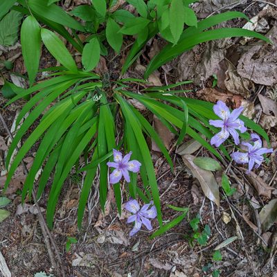 Iris gracilipes, photographed by Timur Kalininsky