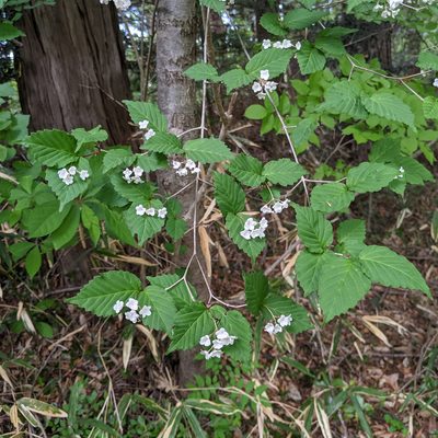 Viburnum phlebotrichum, photographed by Timur Kalininsky