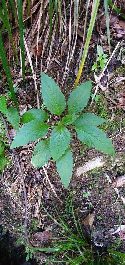 Lobelia physaloides, photographed by Danielle Munster