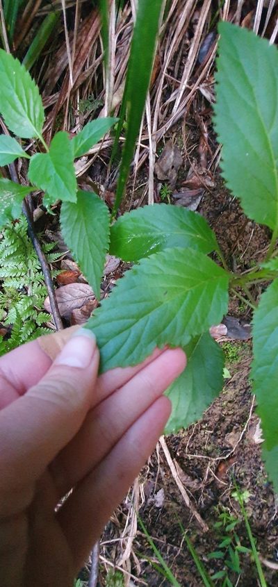 Lobelia physaloides, photographed by Danielle Munster