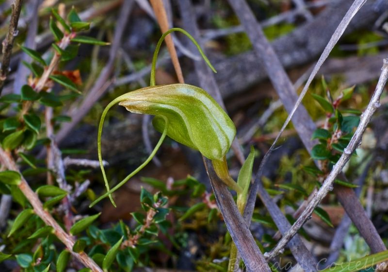 Pterostylis pedoglossa, photographed by Brendan Costello