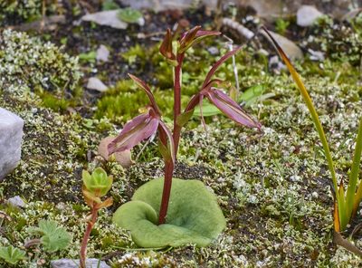 Cyrtostylis robusta, photographed by Brendan Costello