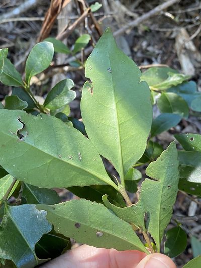 Cyclophyllum longipetalum, photographed by Greg Tasney