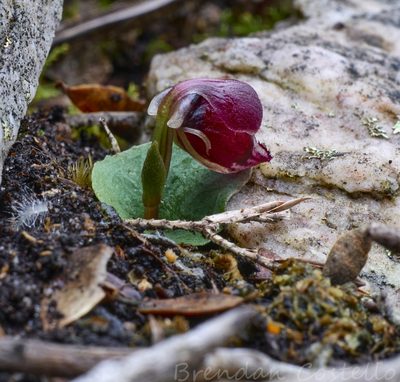 Corybas unguiculatus, photographed by Brendan Costello