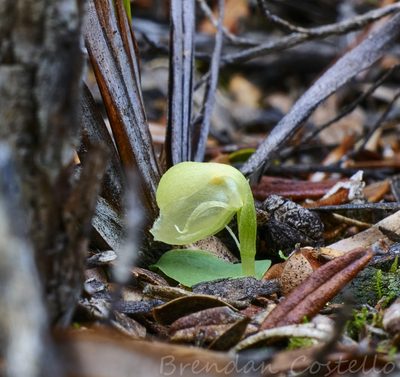 Corybas unguiculatus, photographed by Brendan Costello