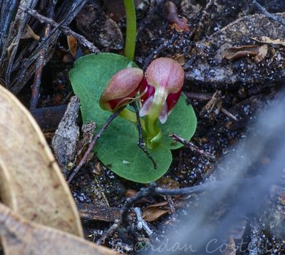 Corybas unguiculatus, photographed by Brendan Costello