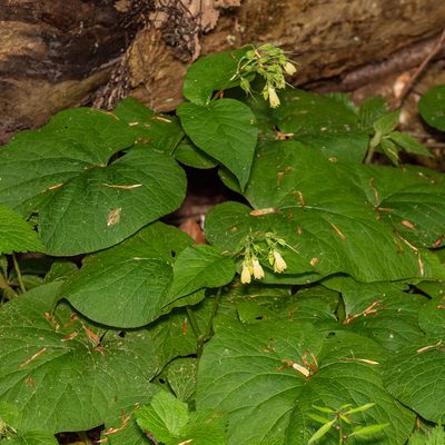 Symphytum cordatum, photographed by Piotr Lukasik