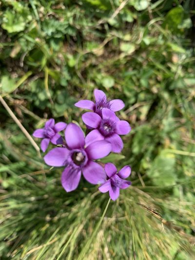 Gentianella caucasea, photographed by Марина Ландшафтное бюро LOOK