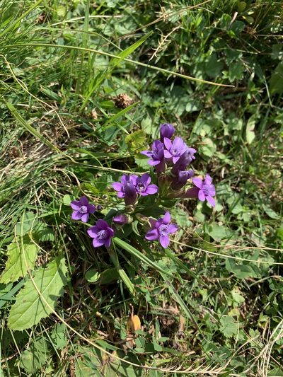 Gentianella caucasea, photographed by Марина Ландшафтное бюро LOOK