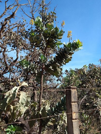 Vochysia elliptica, photographed by Leonardo Bergamini