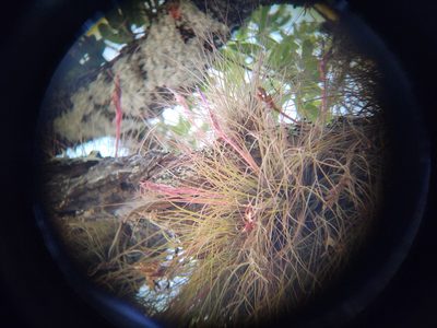 Tillandsia bartramii, photographed by Lauren Gillett