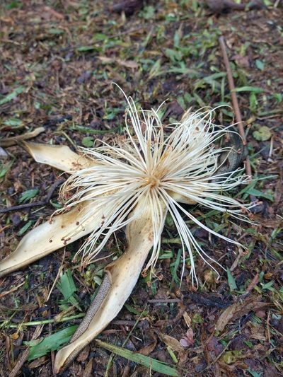 Pseudobombax grandiflorum, photographed by Bruno Henrique Aranda