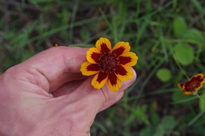 Thelesperma burridgeanum, photographed by Eric Knight
