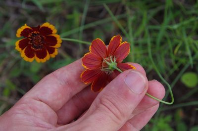 Thelesperma burridgeanum, photographed by Eric Knight