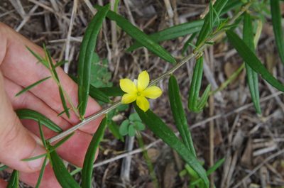 Talinum polygaloides, photographed by Eric Knight