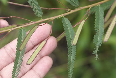 Chamaecrista mimosoides, photographed by Dinesh Valke