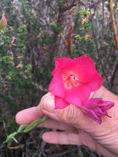 Gladiolus meridionalis, photographed by Charleen Brunke