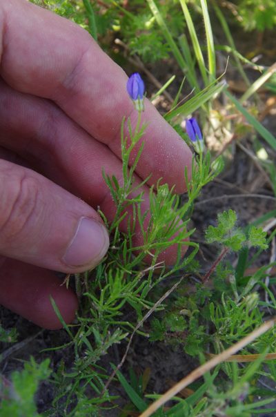 Giliastrum ludens, photographed by Eric Knight