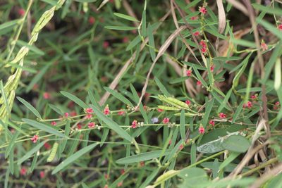 Indigofera linifolia, photographed by Dinesh Valke
