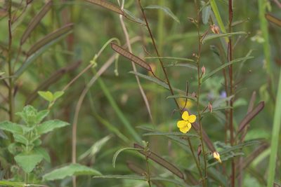 Chamaecrista mimosoides, photographed by Dinesh Valke