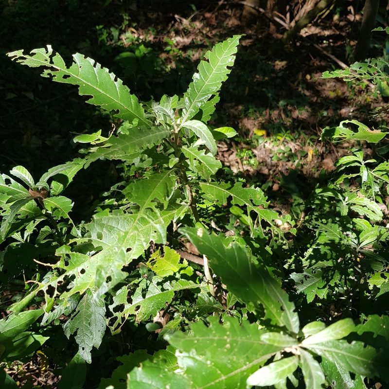 Anisotes longistrobus, photographed by Margaret Burger