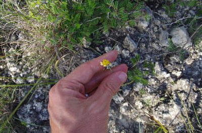 Tetraneuris turneri, photographed by Eric Knight