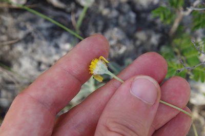 Tetraneuris turneri, photographed by Eric Knight
