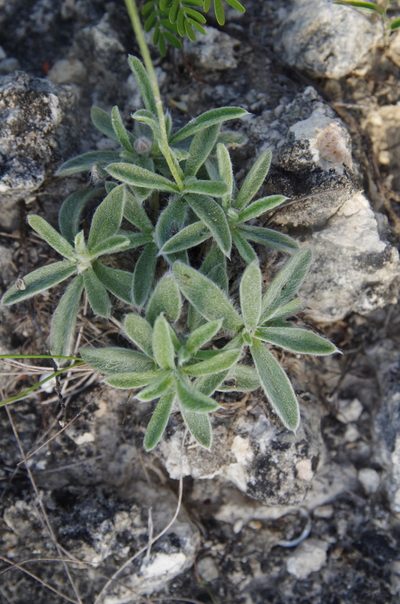 Tetraneuris turneri, photographed by Eric Knight