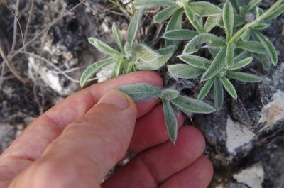 Tetraneuris turneri, photographed by Eric Knight